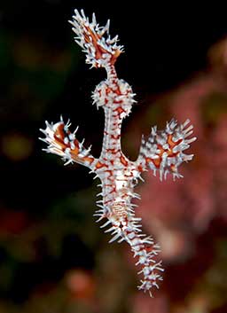 ghostpipefish