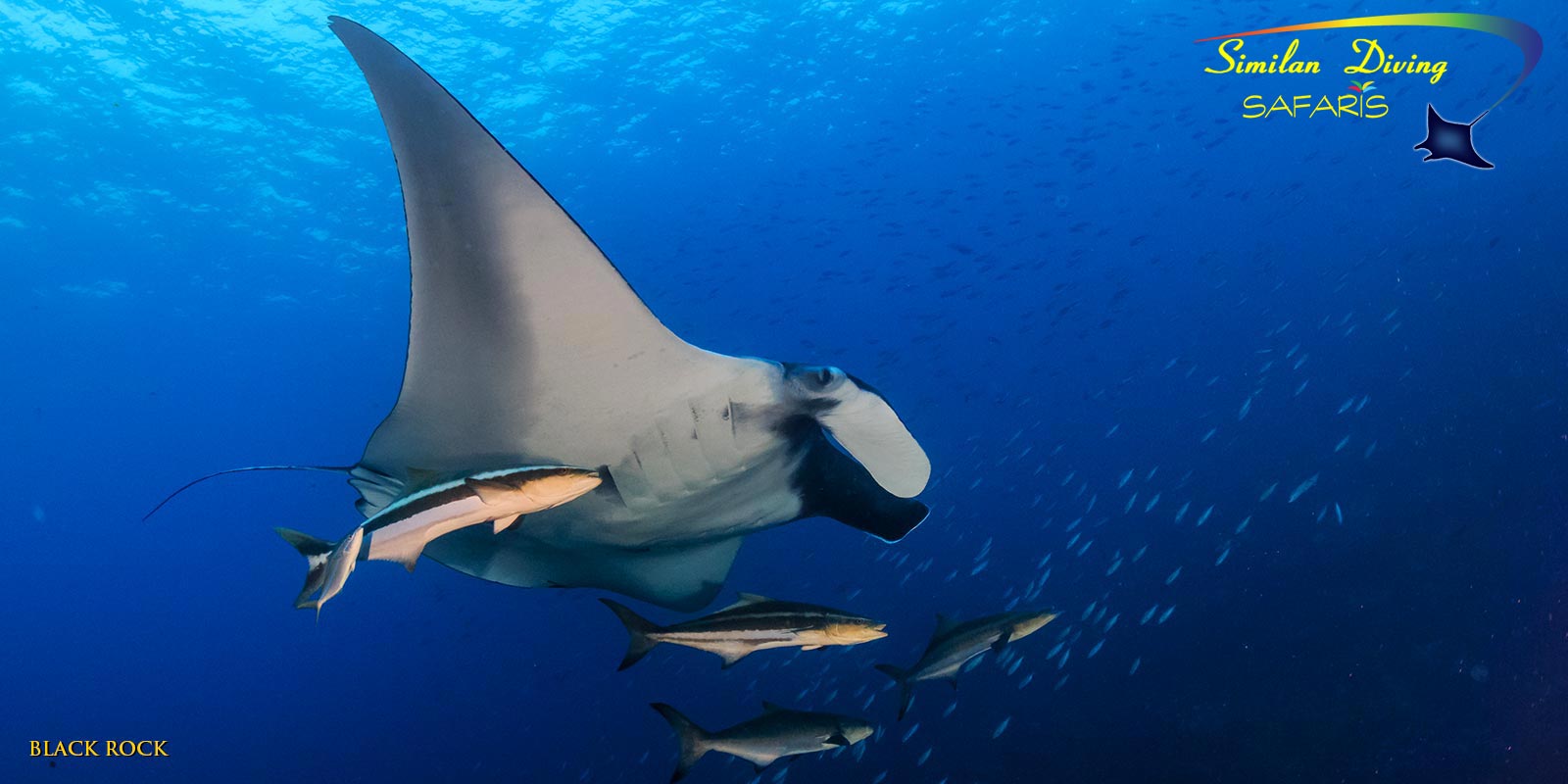 Manta ray