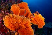 soft coral