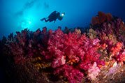 diver and soft coral