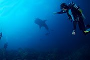 whaleshark