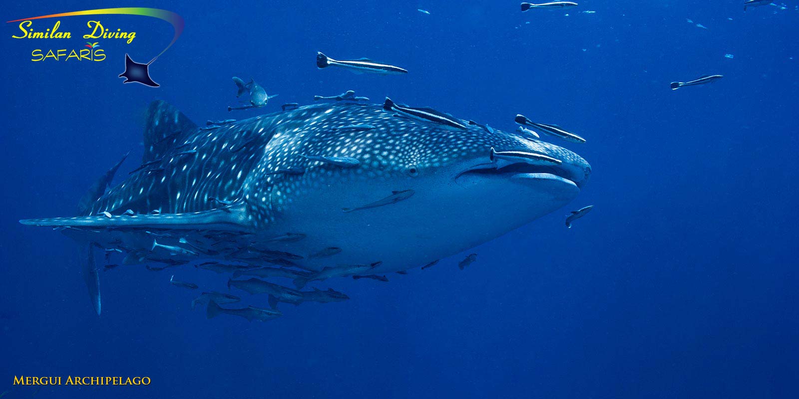 Whaleshark