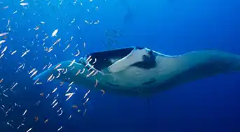 manta ray at Koh Tachai