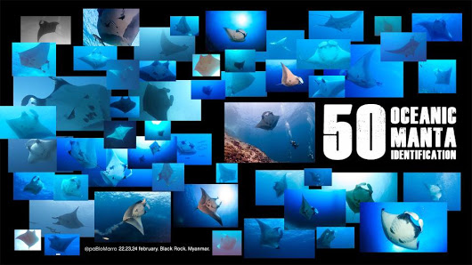 50 mantas