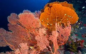 fan corals