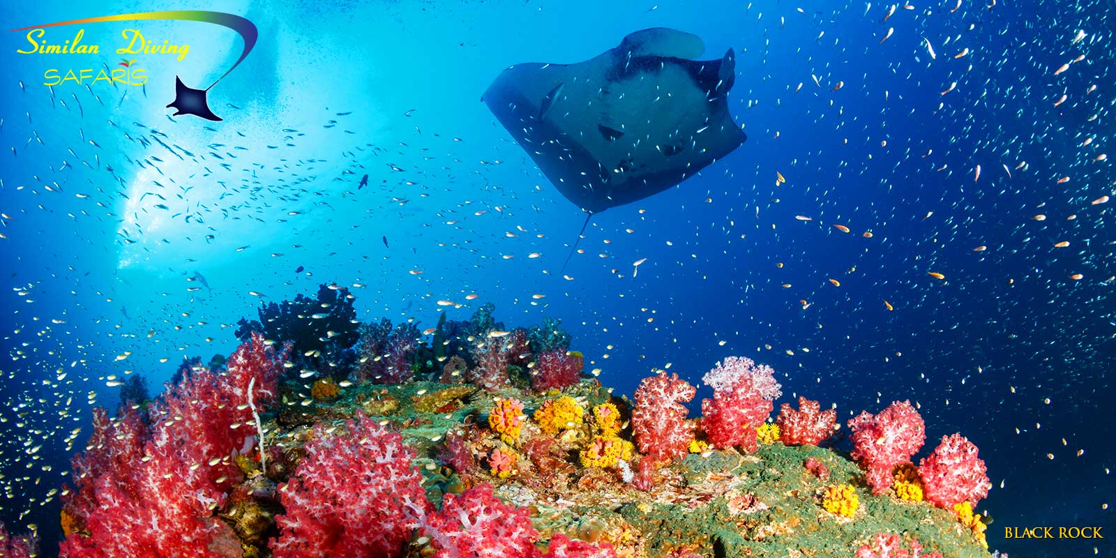 Manta ray at black rock