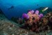 sea urchin and anemone